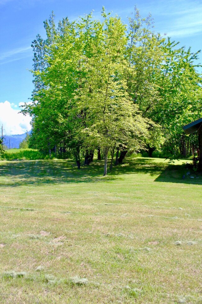 Back yard