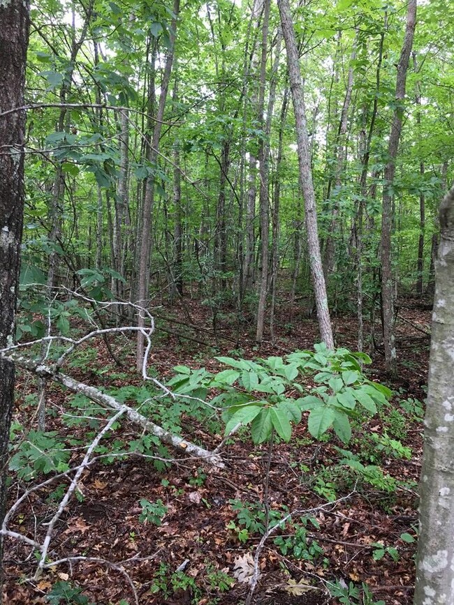 na Parkstown Rd, Wilder, TN 38589 - photo 5