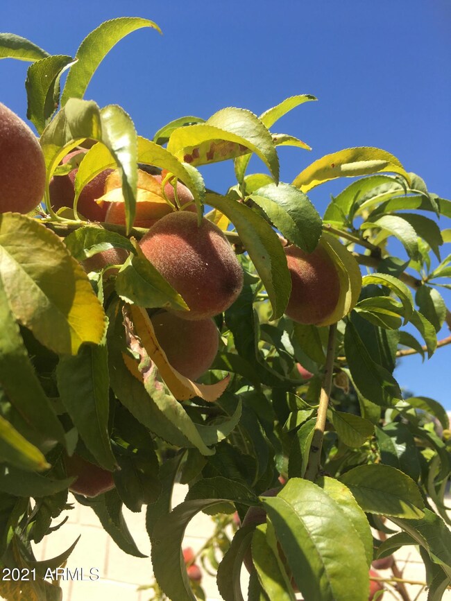 peaches