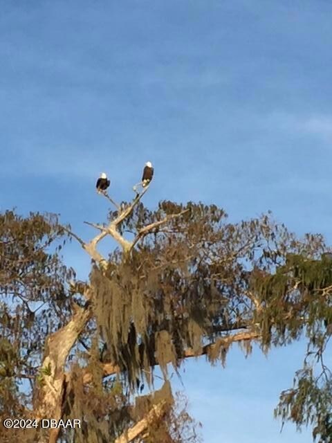 20 Twelve Oaks eagles