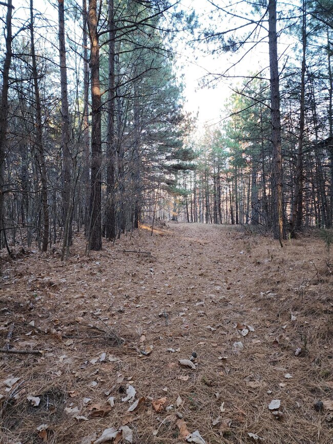 pine forests