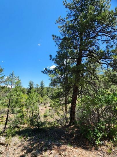 Ponderosa