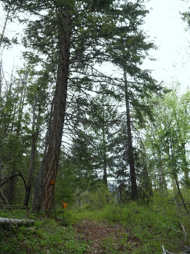 212 W Buttermilk Creek Rd, Twisp, WA 98856 - photo 2