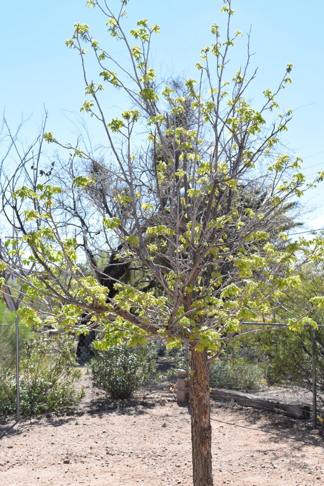 Pecan Tree