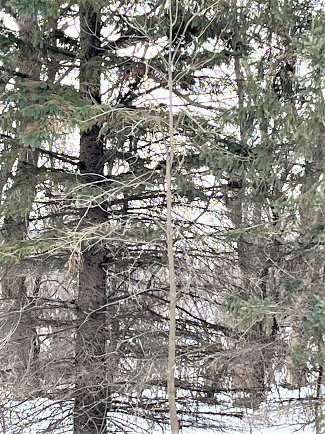 40507 Pine View Dr, Sauk Centre, MN 56378 - photo 5