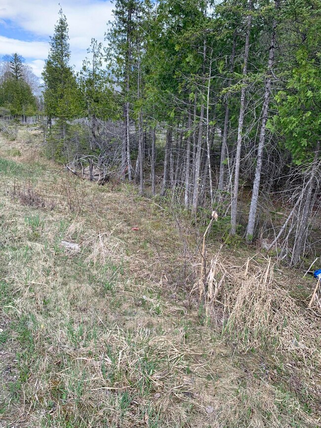 Edge of Woods at Road Looking North