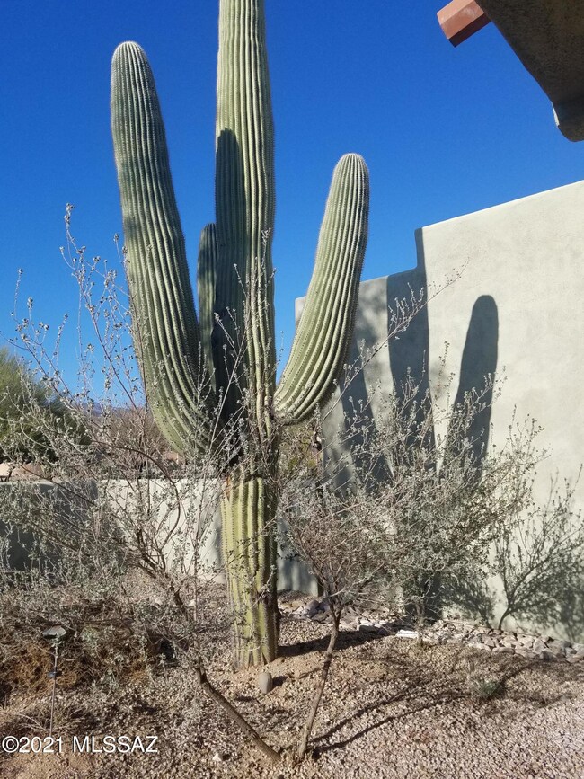 Desert Landscaping