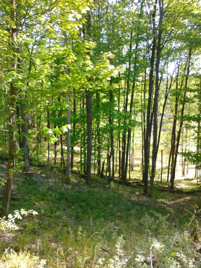 rolling woods