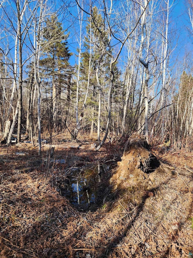 View of local wilderness