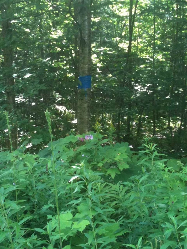 00 Clement Rd, Orange, VT 05086 - photo 4