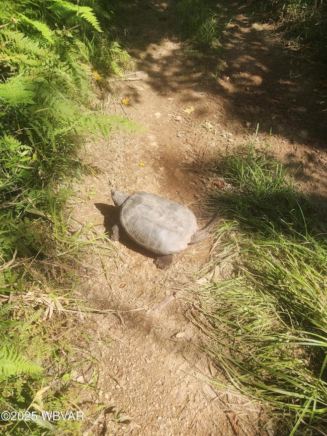 0 Pole Bridge Rd unit LOT 38 WB-100450, Laporte Township, PA 17758 - photo 6