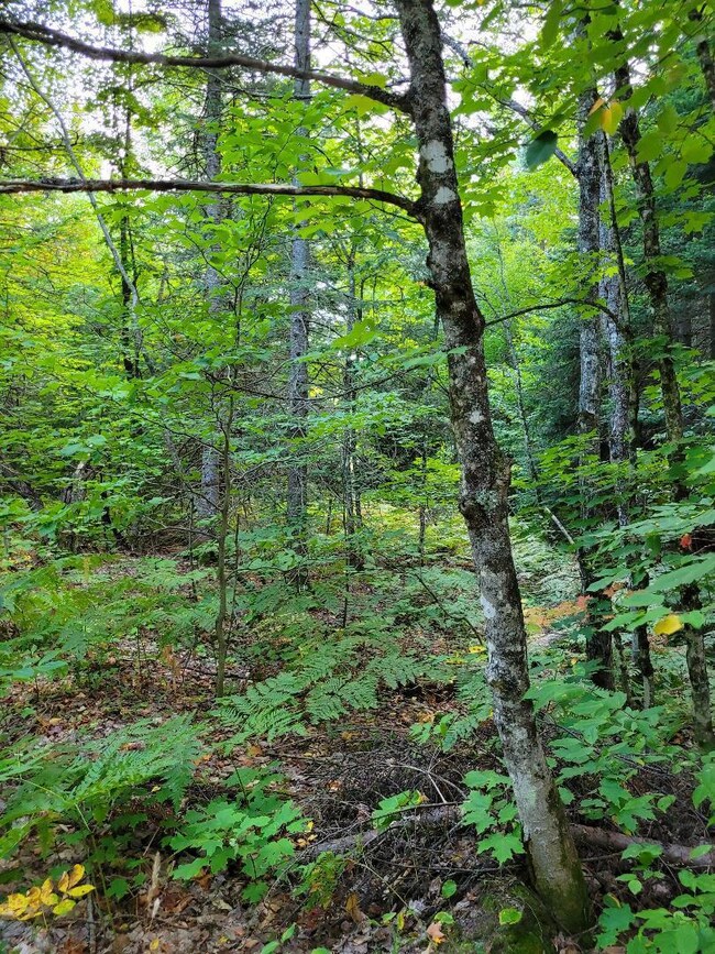 Ches woods 2