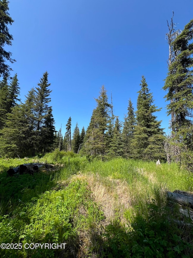 Mixture of open field and spruce trees