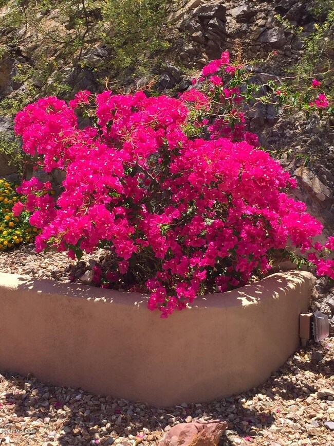 Flowering Shrub