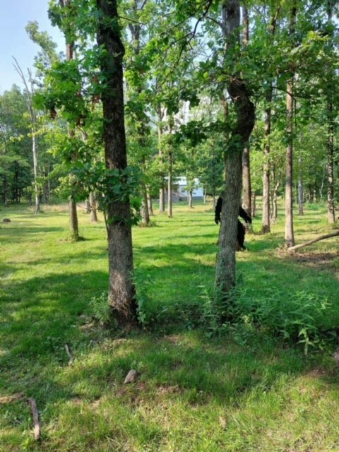 TBD Big Spring Rd, Winslow, AR 72959 - photo 5