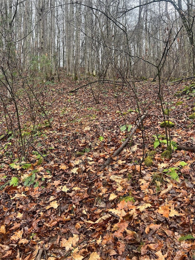 TBD Little Creek Rd, Burnsville, NC 28714 - photo 4