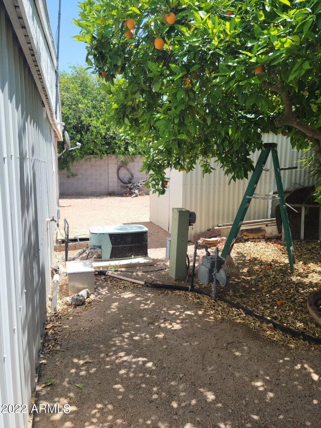 backyard