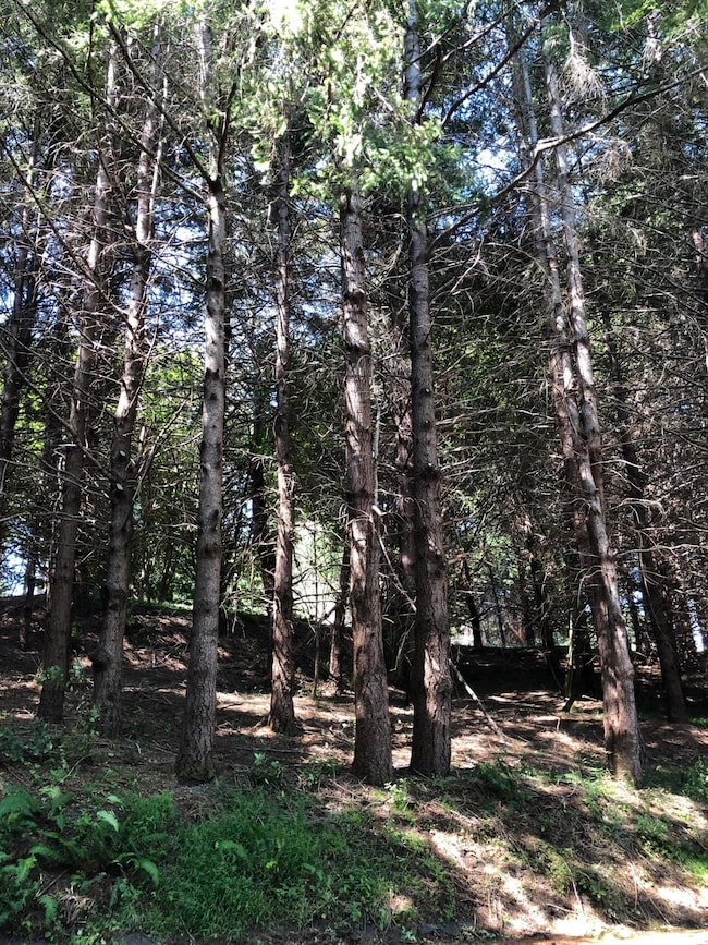 522 Beach Rd, Whitethorn, CA 95589 - photo 3