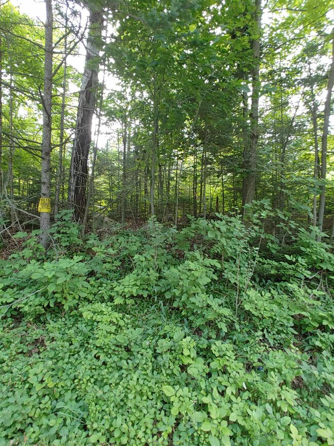 0 U S 302 unit 4873749, East Corinth, VT 05076 - photo 6