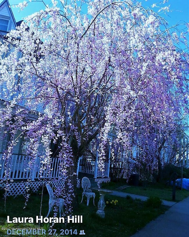 weeping cherry at 33 (2)