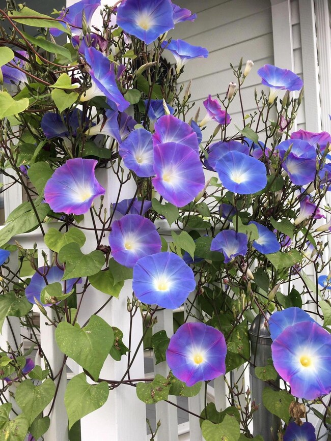 morning glories