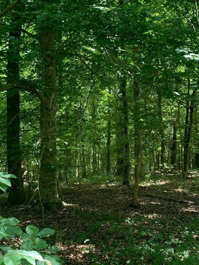 00 Dorsey Rd, Milam, TX 75959 - photo 4