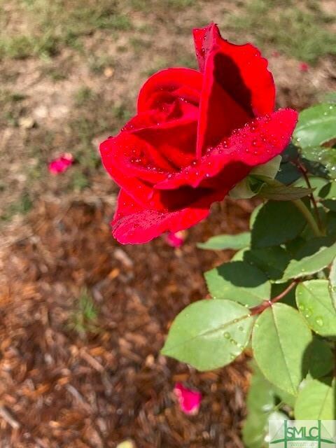 Rose in bloom in the rose flower bed