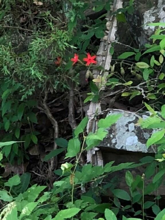 17382 Hutchens Rd, Winslow, AR 72959 - photo 6