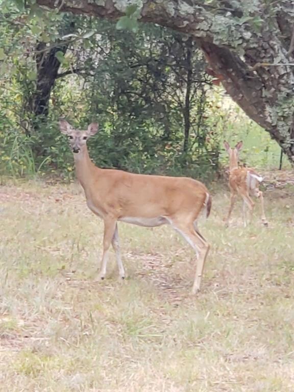 7311 Fm 1886 unit 101, Sanctuary, TX 76020 - photo 5