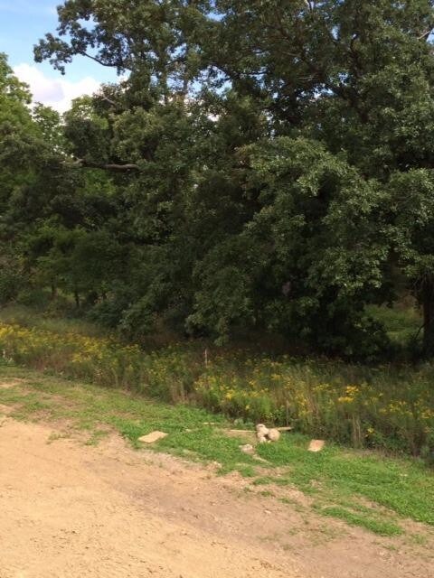 5790 Libby Ct, Dexter, MI 48130 - photo 5