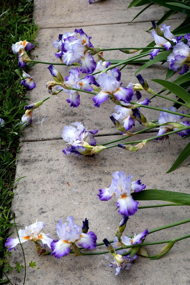 121 Briarwood Ln, Manchester, TN 37355 - photo 2