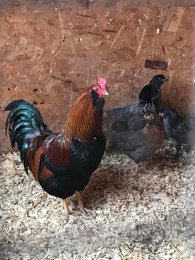 Randy the Rooster and some chicks