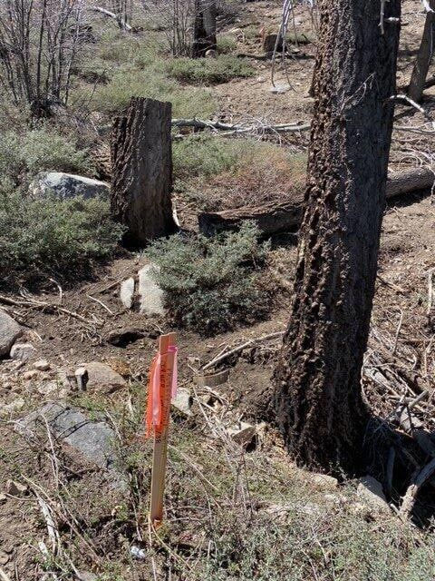 0326211020 Angeles Dr, Green Valley Lake, CA 92341 - photo 4