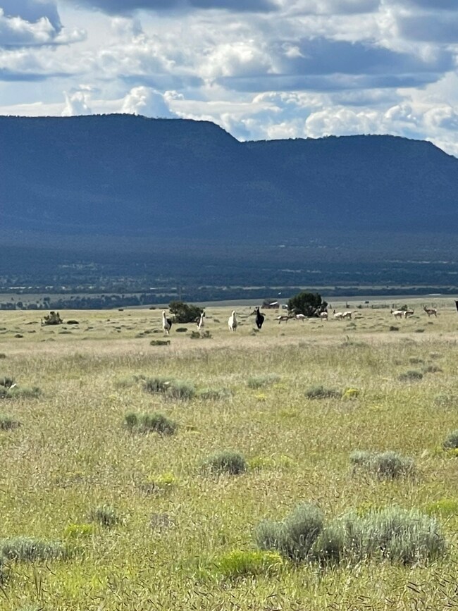 165 Reid Rd, Datil, NM 87821 - photo 6