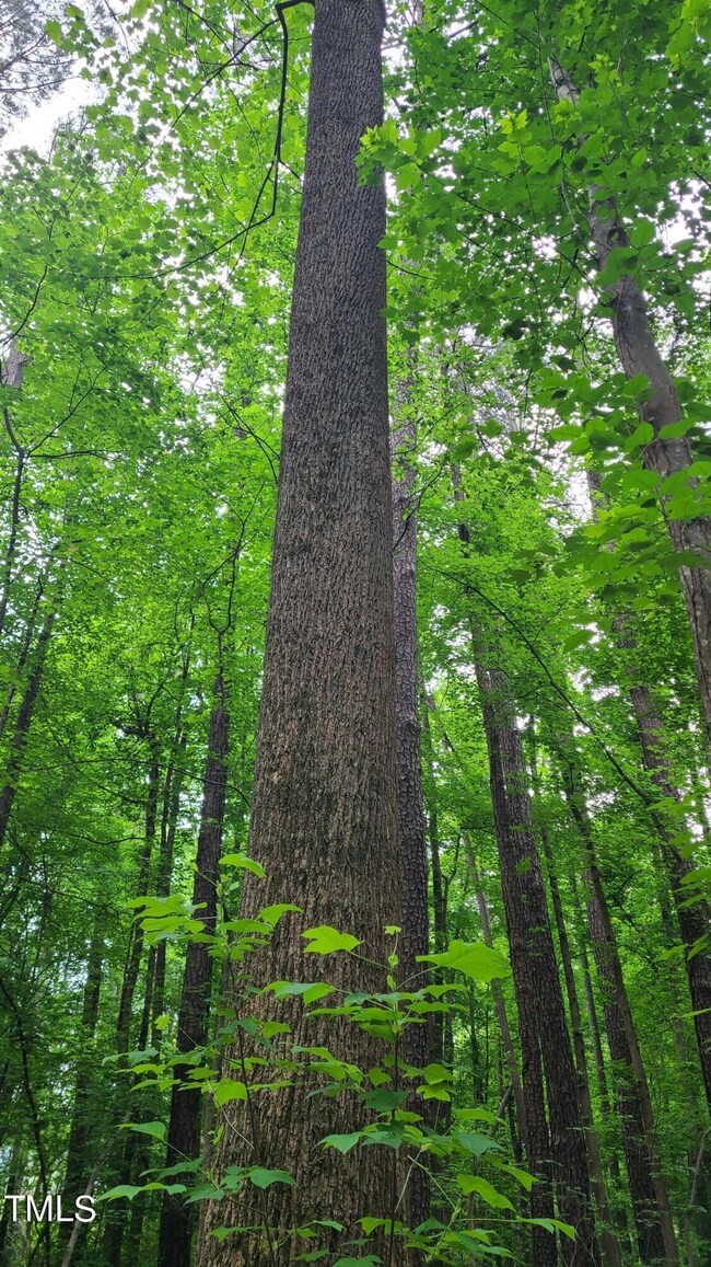 tall hardwoods
