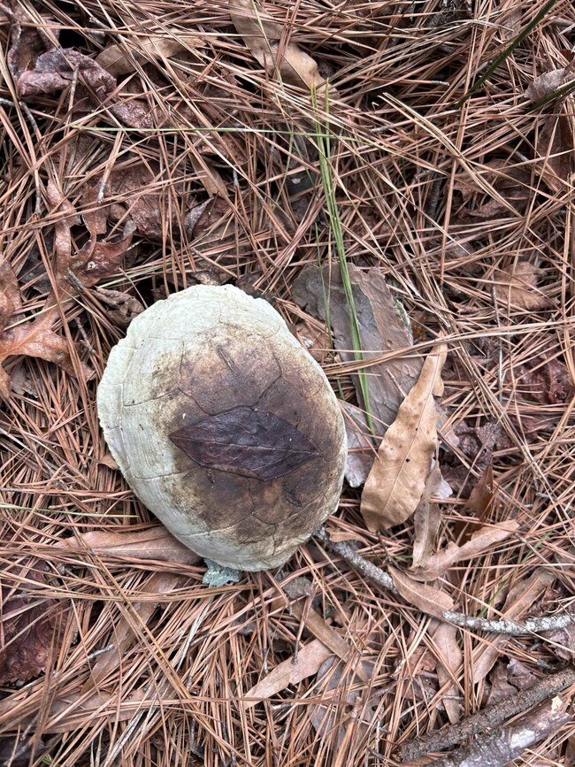 0 Tapp Rd unit 2507886, Cedar Grove, NC 27541 - photo 7