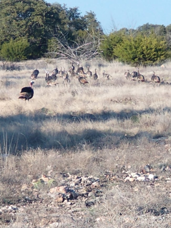 919 Sd unit 16010, Rocksprings, TX 78880 - photo 5