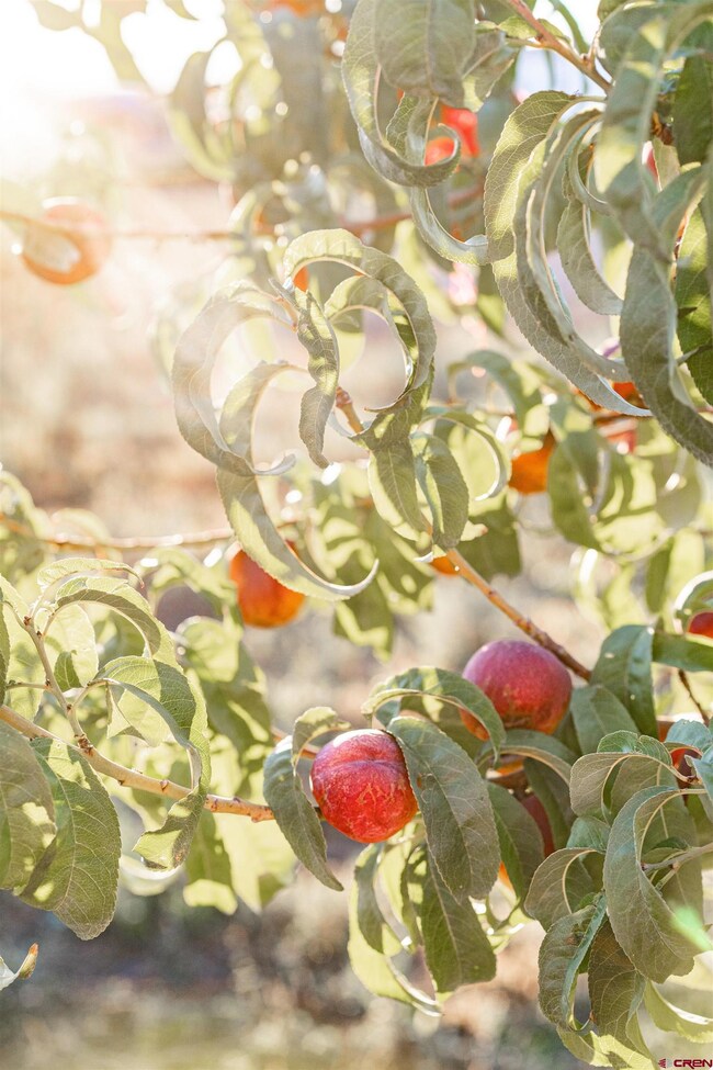 Fruit tree on property