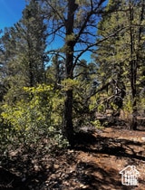 View of local wilderness