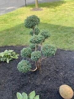 Side yard 2