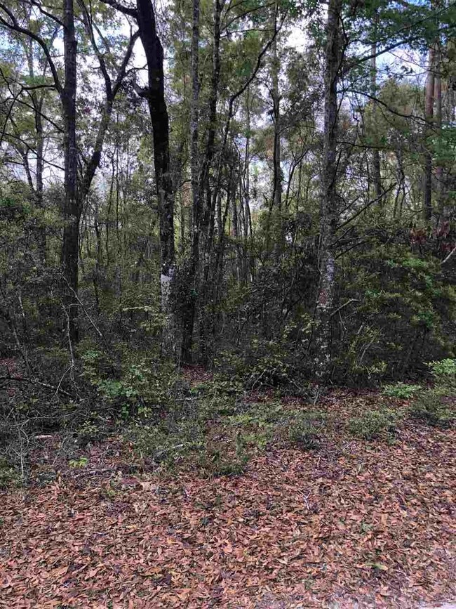 0 Noles Ln unit 1, Crawfordville, FL 32327 - photo 4