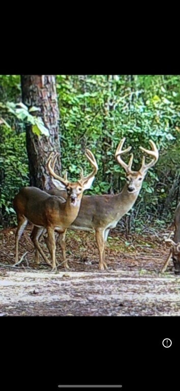 9030 Hillandale Dr, Auburn, AL 36830 - photo 3