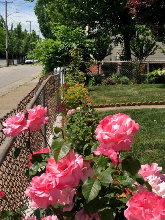 Absolutely beautiful roses, just one of the gorgeo