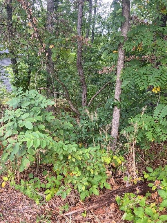 41 Purfleet Dr, Bella Vista, AR 72715 - photo 2