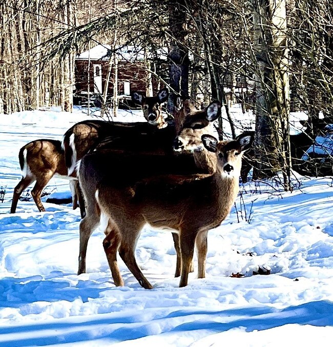 654 Bald Eagle Trail unit 654, Lehigh Township, PA 18424 - photo 5