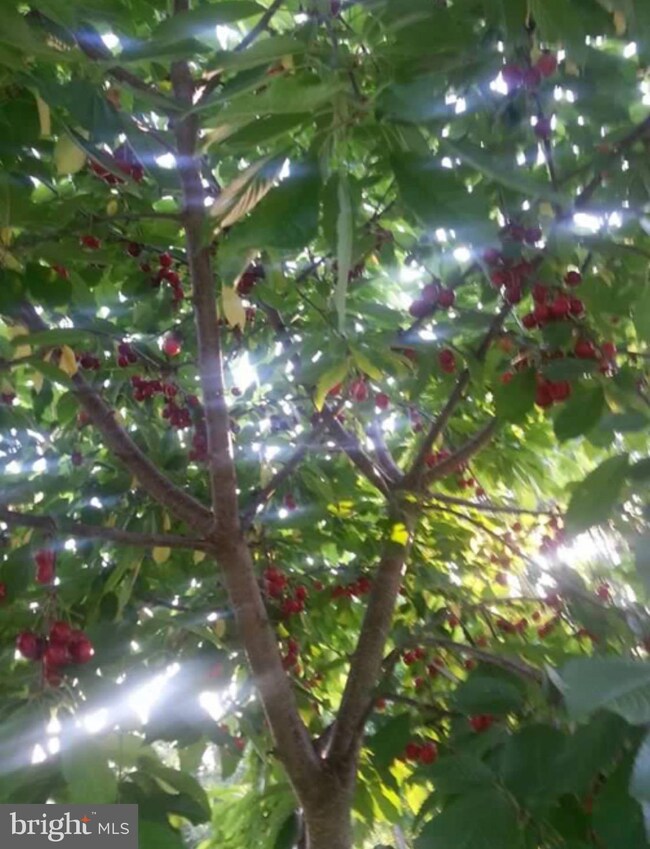 279 Timberland Place, Bentonville, VA 22610 - photo 6