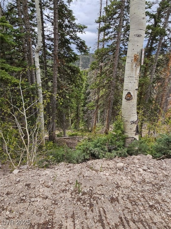 View of tree filled area