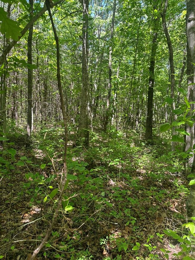 unlisted-address, Wilder, TN 38589 - photo 5