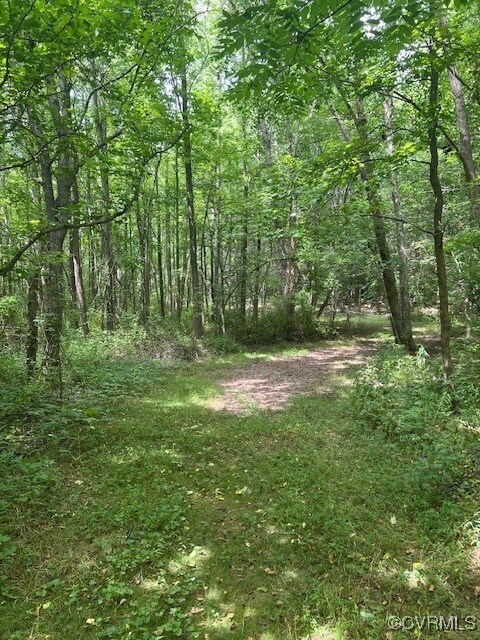 View of tree filled area