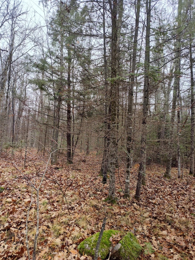 ON Lake Rd, Monico, WI 54501 - photo 2